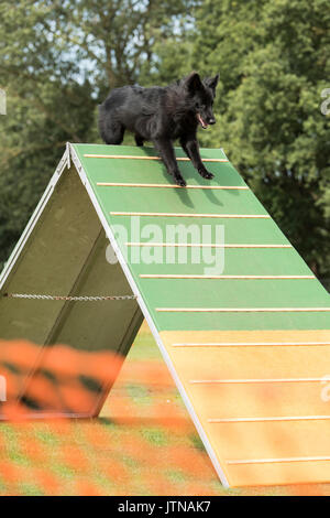 Hund, Belgischer Schäferhund Groenendael, laufen über Agility a-frame Stockfoto