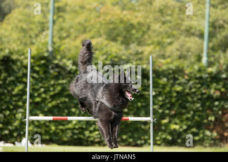 Hund, Belgischer Schäferhund Groenendael, springen über Springen, Gehorsam Stockfoto