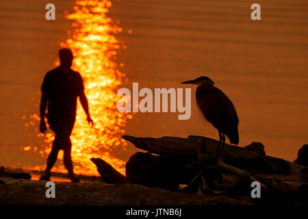 Great Blue Heron und Walking Mann bei Sonnenaufgang Silhouette - esquimalt Lagune, British Columbia, Kanada. Stockfoto