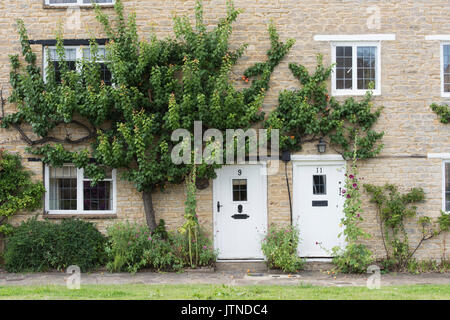 Prunus armeniaca. Fruchtiger Espalier-Aprikosenbaum auf einer Steinmauer in Anyho, Northamptonshire, England. Aynho ist als Aprikosendorf bekannt Stockfoto