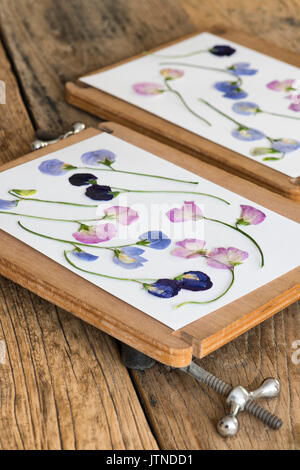 Lathyrus Odoratus. Gedrückt Sweet pea getrocknete Blumen in eine Blume drücken Sie auf einen hölzernen Tisch. Großbritannien Stockfoto