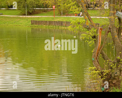 Der einsame Ente im Teich im Frühling Moskau, ulitsa Krawtschenko Stockfoto