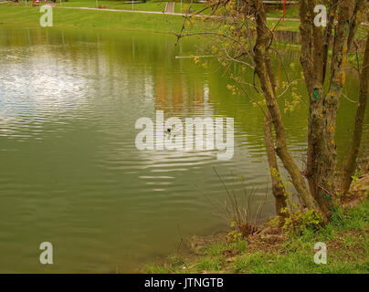 Der einsame Ente im Teich im Frühling Moskau, ulitsa Krawtschenko Stockfoto