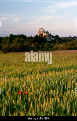 Okiennik skarzycki, einer der größten Felsen des Jura Krakowsko czestochowska, zentrale Polen. grüne Wiese mit zwei roten Unkraut in der Front. Stockfoto