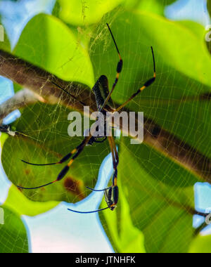 Golden Orb Spinne im Netz, Cahuita, Costa Rica Stockfoto