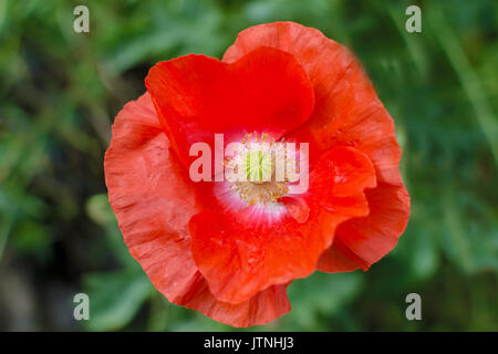 Poppy Flower Sommer in voller Blüte Stockfoto