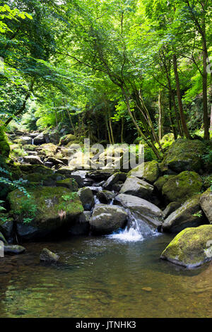 Glen Lyn Gorge, Lynmouth, North Devon, Großbritannien Stockfoto