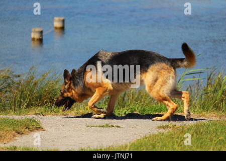 Ein Deutscher Schäferhund, der den Boden auf der Suche nach dem guten Geruch in der Natur in der Nähe von einem See schnüffelt Stockfoto