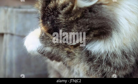 Süße kleine Katze wäscht sich Stockfoto