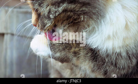 Süße kleine Katze wäscht sich Stockfoto