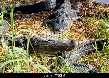 Amerikanische Alligatoren (Alligator mississippiensis) Aalen, Anhinga Trail, Everglades National Park, Florida, USA Stockfoto