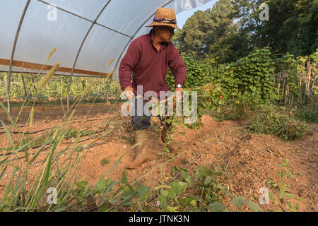 Als Ceu Clearing ein Grundstück auf globaler Erzeuger Bauernhof in Stone Mountain, GA. Er ist ein Flüchtling aus Myanmar und verwendet die Grundstücke durch globale Züchtern zur Verfügung gestellt. Stockfoto