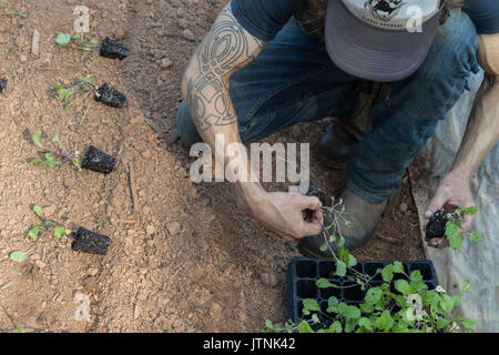 Manager Todd Eittreimg Pflanzen bei globalen Winzer Bauernhof in Stone Mountain, GA. Es ist eine städtische Bauernhof in der Gegend von Atlanta. Stockfoto