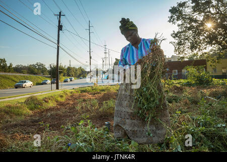 Haltet Hatungimana, schwingende Hacke und Jeanne Nyibizi Ernte Erdnüsse auf ein Grundstück in Decatur, GA. Sie sind Flüchtlinge aus Burundi und ihre Produkte durch globale Züchter verkaufen. Stockfoto