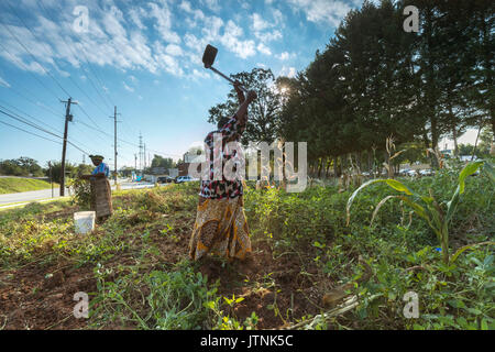 Haltet Hatungimana, schwingende Hacke und Jeanne Nyibizi Ernte Erdnüsse auf ein Grundstück in Decatur, GA. Sie sind Flüchtlinge aus Burundi und ihre Produkte durch globale Züchter verkaufen. Stockfoto