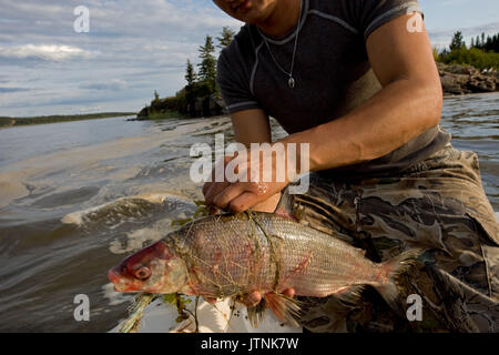 Fischer Robert Grandjambe, 24, Angeln am Lake Athabasca in der Nähe von Fort Chipewyan, Kanada. Er nutzt den Fisch seine Hunde zu füttern. Er fing drei Fische, die anormal waren. Die großen weißen Fisch hatte rote Wunden auf mehrere Teile der Karosserie. Es war Schaum auf der See von einer unbekannten Quelle. Robert ist Kochen Felchen und Elch Fleisch und Tee auf einem Busch Feuer. Er lernte viel über das Leben und das Kochen in der Bush von seinem Großvater und Vater. Als junger Dene er ist einer der wenigen weiterhin einige der traditionellen Wege beim auch arbeiten an der Albian Sands Oil Company als Millwright. Stockfoto