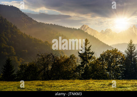 Wald am Hang Wiese in der Hohen Tatra Bergkamm Fichte. Wunderschöne Landschaft Berglandschaft im Frühherbst bei Sonnenuntergang Stockfoto