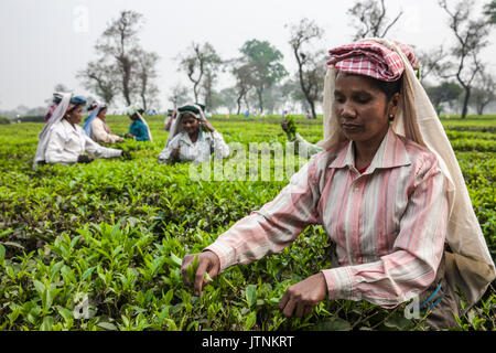 Tea Garden in Silliguri. Indien. Stockfoto