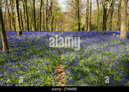 Bluebells Teppiche Deutsch Wald im Frühling Stockfoto