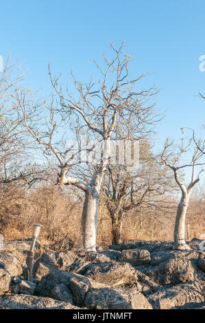 Moringa Bäume, Moringa ovalifolia, im Winter im Norden Namibias Stockfoto