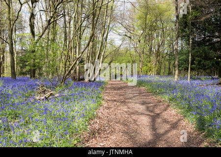 Bluebells Teppiche Deutsch Wald im Frühling Stockfoto