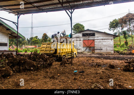 Arbeiter werfen alte Teepflanzenstümpfe von einem Müllwagen auf einen Haufen unter einem überdachten Schuppen im Kerinci Valley, Sumatra, Indonesien. Stockfoto