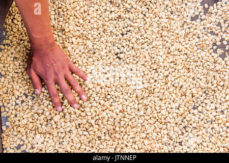 Ein Mann legt seine Hand auf einer Etage der Trocknung Kaffeebohnen in einem Processing Facility Der kerinci Tal, Sumatra, Indonesien. Stockfoto