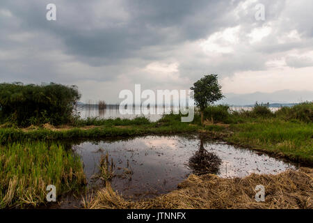 Ein Reisfeld Pool spiegelt einen Baum mit einem großen See im Hintergrund. Kerinci Tal, Sumatra, Indonesien Stockfoto