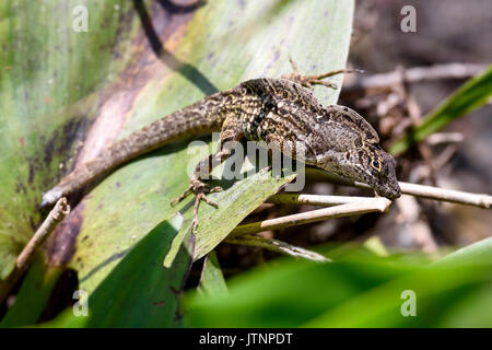 Brown anole (Anolis sagrei), Corkscrew Swamp Sanctuary, Florida, USA Stockfoto