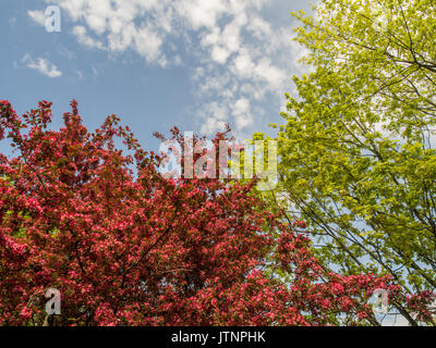 Crabapple tree und die SOW-thistlein der Park im Frühling in Polen Stockfoto