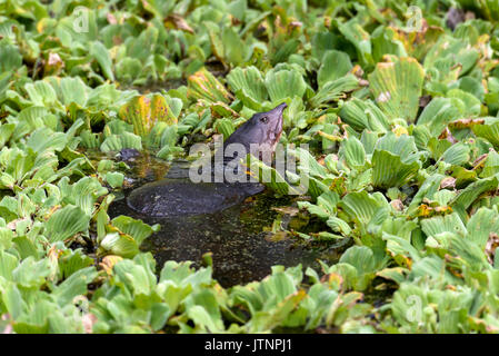 Florida softshell turtle (Apalone ferox), Corkscrew Swamp Sanctuary, Florida, USA Stockfoto