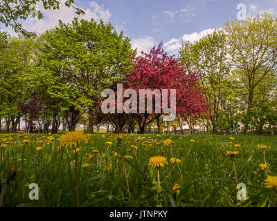 Crabapple tree und die SOW-thistlein der Park im Frühling in Polen Stockfoto