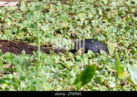 Florida Red-bellied cooter (pseudemys nelsoni), Corkscrew Swamp Sanctuary, Florida, USA Stockfoto