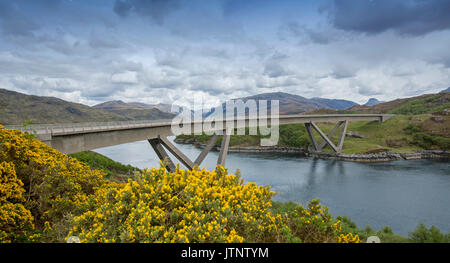 Panoramablick auf einzigartige Kylescu Brücke über einem Loch in eine Landschaft, die von Bergen, blauen Wasser dominiert, und goldenen Blumen der Ginster in Schottland Stockfoto