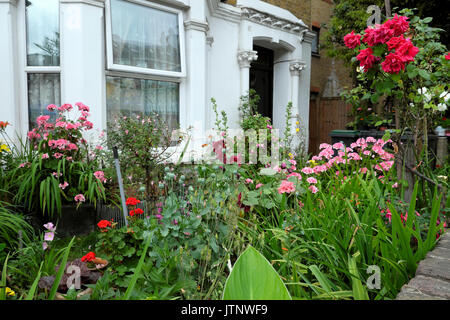 Ein wunderschöner Blumengarten Rosen, Geranien, Hähne in Blüte vor einem Haus in West Green Road, Seven Sisters, Haringey North London N 15 Stockfoto