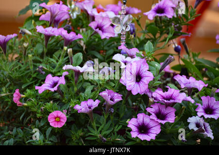 Lila Rosa Petunien und Calibrachoa Stockfoto