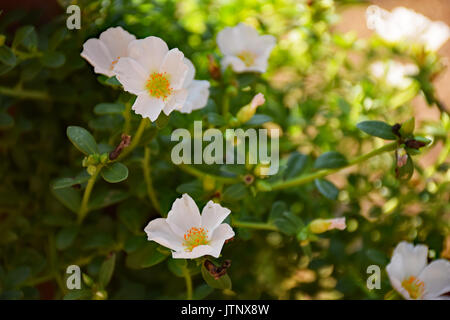 Sun Dance White Perslane Stockfoto