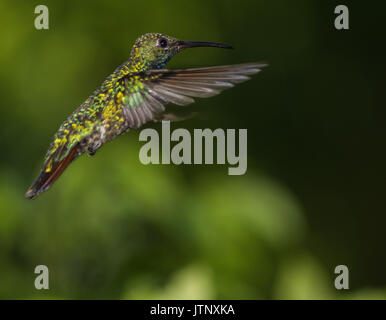 Kolibri im Flug Stockfoto