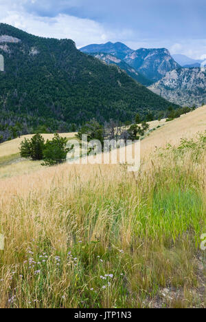 Rocky Mountains mit Pinienwäldern und Grünland als von den Bären Zahn Mountain Pass Highway in der Nähe von Red Lodge, Montana, USA gesehen. Stockfoto