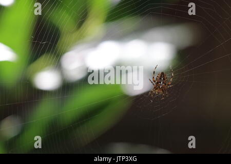 Braun orb Weaver Spider auf seiner Website in einer britischen Garten. Stockfoto