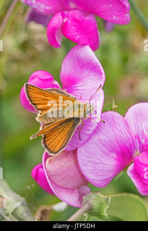 Weibliche kleine Skipper Fütterung auf ewige Sweet pea Stockfoto