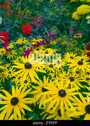 Rudbeckia Gold Sturm wächst im Garten Grenze Stockfoto