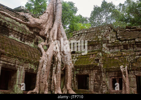 Wurzeln der Tetrameles nudiflora, diesem Beispiel bekannt als 'Tomb Raider', dringen in eine Wand auf den Innenhof, Ta Prohm, Angkor, Siem Reap, Kambodscha Stockfoto
