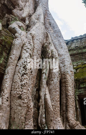 Wurzeln der Tetrameles Nudiflora dringen in eine Wand des Innenhofes, Ta Prohm, Angkor, Siem Reap, Kambodscha Stockfoto