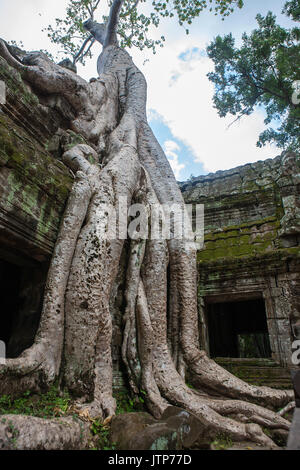 Wurzeln der Tetrameles Nudiflora dringen in eine Wand des Innenhofes, Ta Prohm, Angkor, Siem Reap, Kambodscha Stockfoto