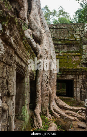 Wurzeln der Tetrameles Nudiflora dringen in eine Wand des Innenhofes, Ta Prohm, Angkor, Siem Reap, Kambodscha Stockfoto