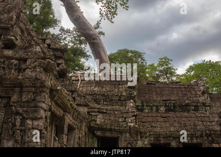 Östlichen gopura Eingang zu den wichtigsten Tempel Ta Prohm, Angkor, Siem Reap, Kambodscha Stockfoto