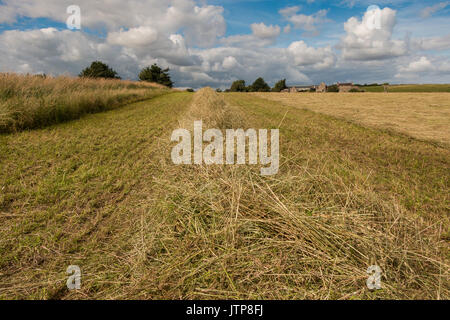 Großbritannien Landwirtschaft - Frisch und Geharkt Heu August 2017 mit Platz kopieren Stockfoto