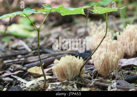 Ramaria stricta Pilze auf ein alter Baumstumpf Stockfoto