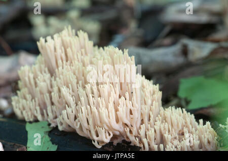 Ramaria stricta Pilze auf ein alter Baumstumpf Stockfoto